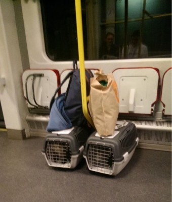 коты в поезде