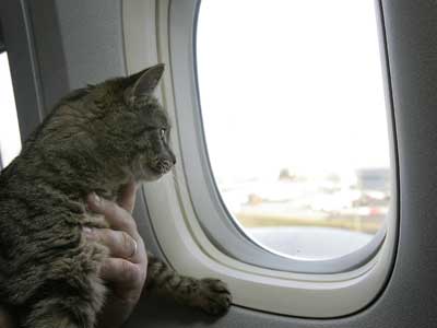 кот в самолете