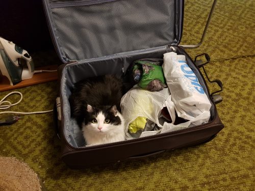Кот залез в чемодан