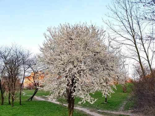 цветущие деревья