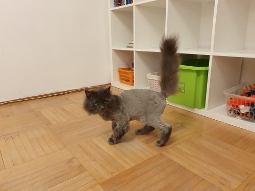подстриженная кошка