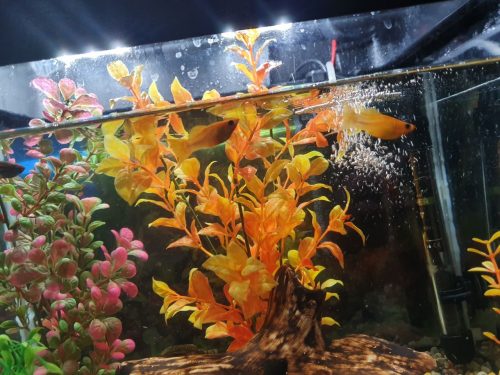 25-литровый аквариум