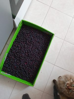 ирга ягоды