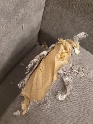 крыса разгрызла диван