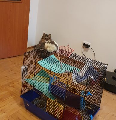 крыса и кот